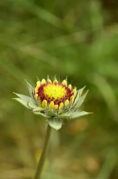 Kwiat — Zdjęcie stockowe