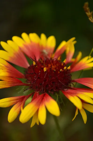 Flower — Stock Photo, Image