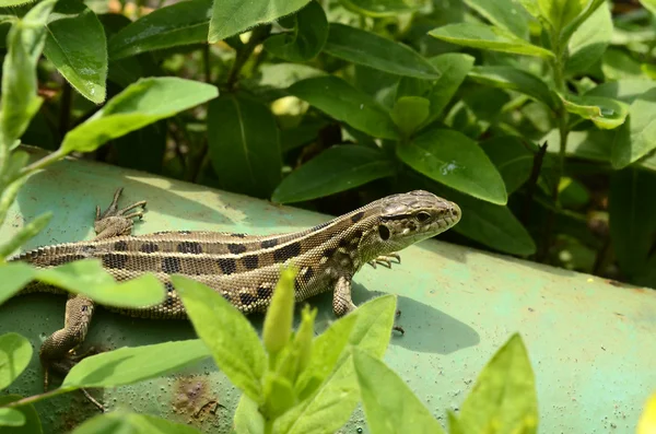 Lizard — Stock Photo, Image