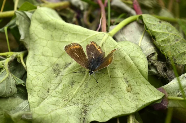 Insectos — Foto de Stock