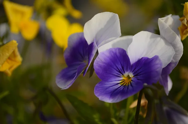 Blume — Stockfoto