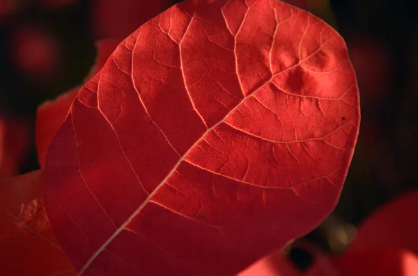 잎 나무 — 스톡 사진