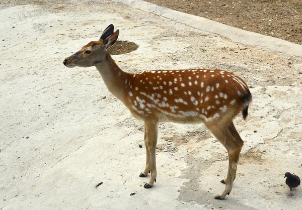 Deer.. — Stock Photo, Image
