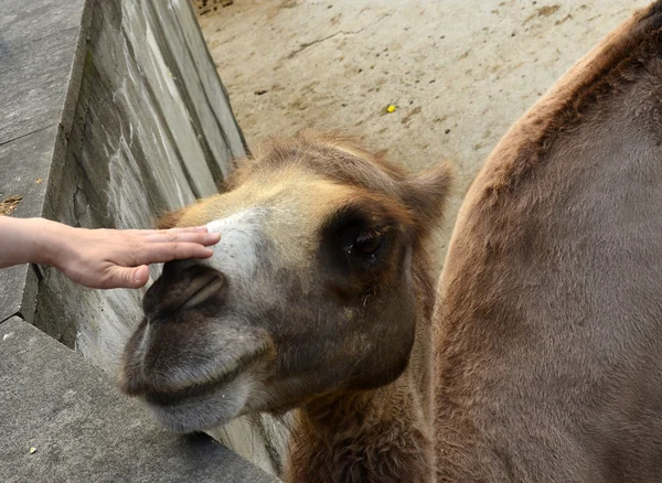 Camel. — Stock Photo, Image