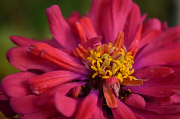 Flores —  Fotos de Stock