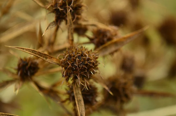 Plants — Stock Image Plants Royalty Free Stock Images