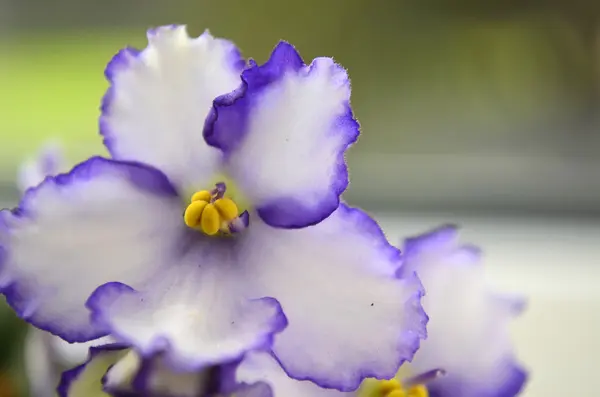 Flores —  Fotos de Stock