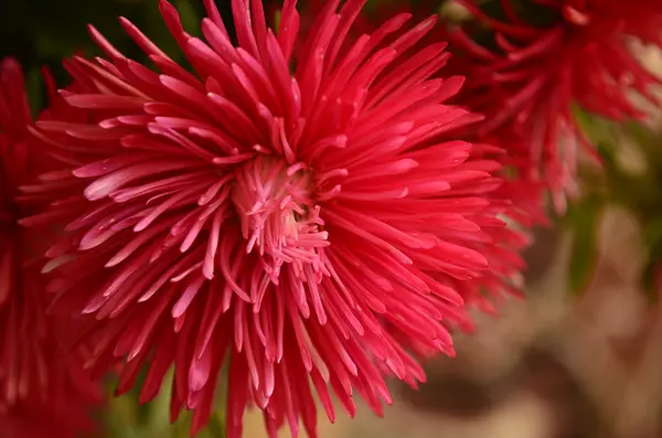 Blumen — Stockfoto