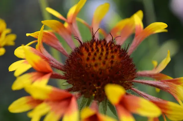 Flowers — Stock Photo, Image