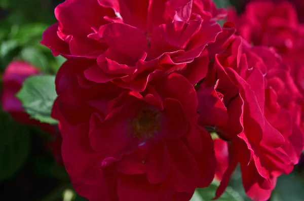 Schöne Bunte Rosen Eigenen Garten — Stockfoto