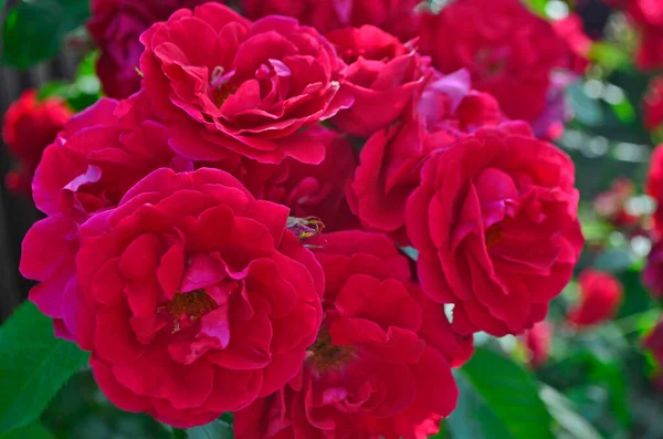 Schöne Bunte Rosen Eigenen Garten — Stockfoto