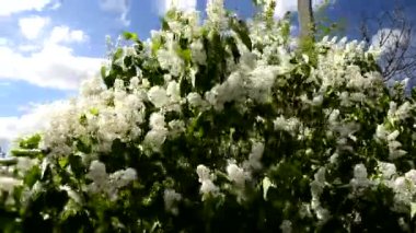 Baharda beyaz ve mor leylak çalıları.