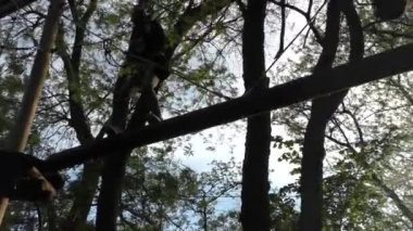 Baharın başında iki aile şehir parkında yürüyor, çocuklar gezintiye çıkıyor..