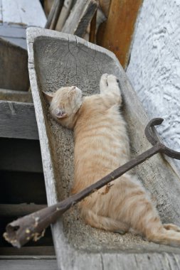 Kızıl kedi eski bir ahşap yalakta uyur..