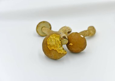 Beyaz mantar, boletus veya borovik. İsim, kesiğin rengini değiştirmemek için posanın özelliğini yansıtır.