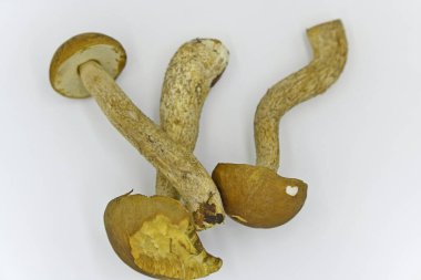 Beyaz mantar, boletus veya borovik. İsim, kesiğin rengini değiştirmemek için posanın özelliğini yansıtır.