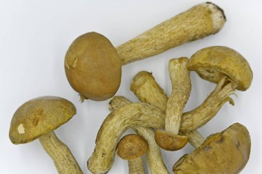 Beyaz mantar, boletus veya borovik. İsim, kesiğin rengini değiştirmemek için posanın özelliğini yansıtır.