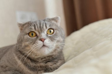 İskoç kedisi dişi..