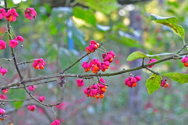 Malé Podzimní Červené Květy Lesních Keřích — Stock fotografie