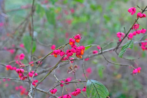Toamna Mici Flori Roșii Tufișuri Forestiere — Fotografie, imagine de stoc