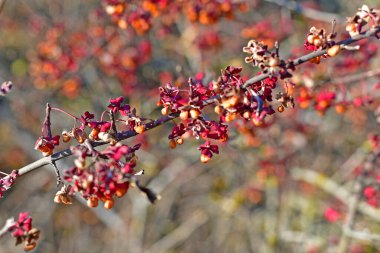 Güzel kırmızı yapraklar ve bir orman çalısı çiçekleri.