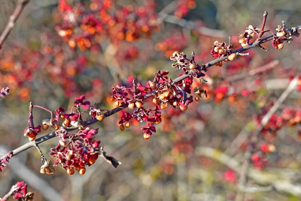 Belles Petites Feuilles Rouges Fleurs Buisson Forestier — Photo