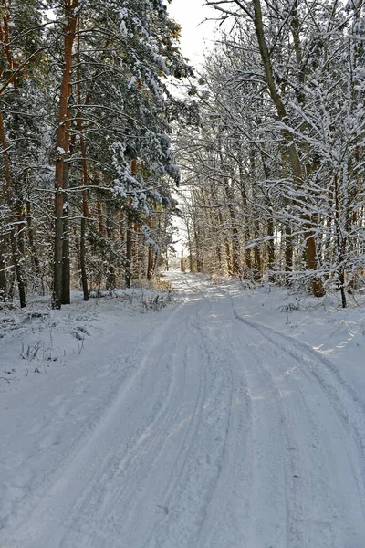 Prachtig Prachtig Besneeuwd Bos Een Heldere Dag — Stockfoto