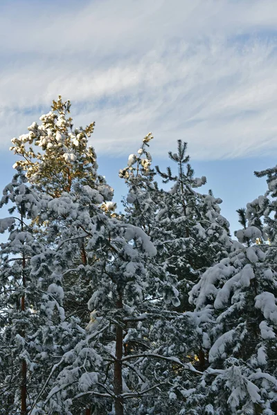 Schöner Märchenhaft Verschneiter Wald Einem Klaren Tag — Stockfoto