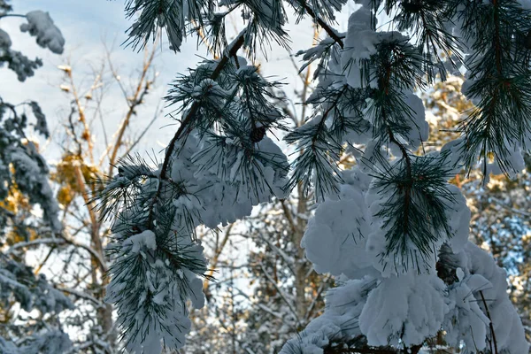 Hermoso Fabuloso Bosque Nevado Día Despejado — Foto de Stock