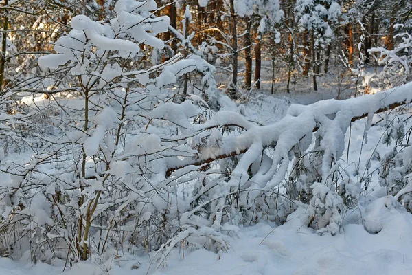 Schöner Märchenhaft Verschneiter Wald Einem Klaren Tag — Stockfoto