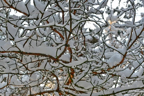 晴れた日の美しい 素晴らしい雪の森 — ストック写真