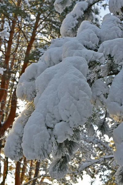 Hermoso Fabuloso Bosque Nevado Día Despejado — Foto de Stock