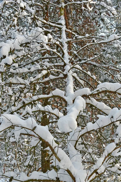 Hermoso Fabuloso Bosque Nevado Día Despejado — Foto de Stock