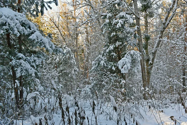 Schöner Märchenhaft Verschneiter Wald Einem Klaren Tag — Stockfoto