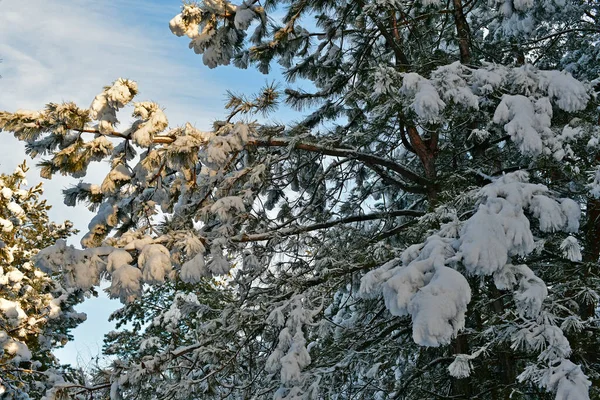 Hermoso Fabuloso Bosque Nevado Día Despejado — Foto de Stock