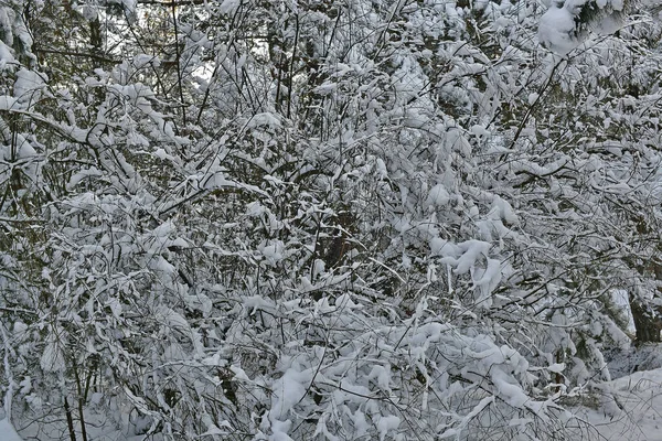 Vacker Fantastisk Snöig Skog Klar Dag — Stockfoto