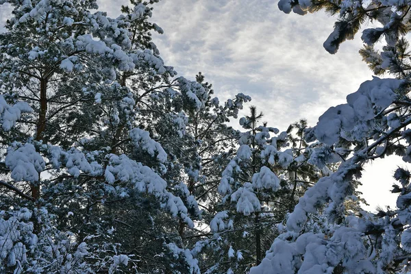 Schöner Märchenhaft Verschneiter Wald Einem Klaren Tag — Stockfoto