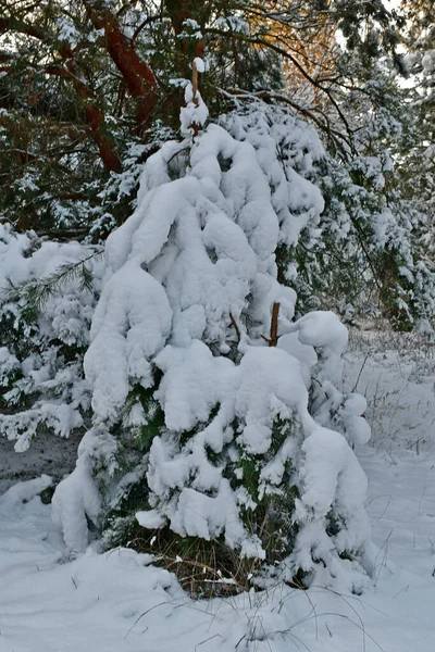 Vacker Fantastisk Snöig Skog Klar Dag — Stockfoto