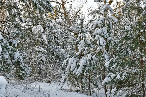 Beautiful Fabulous Snowy Forest Clear Day — Stock Photo, Image