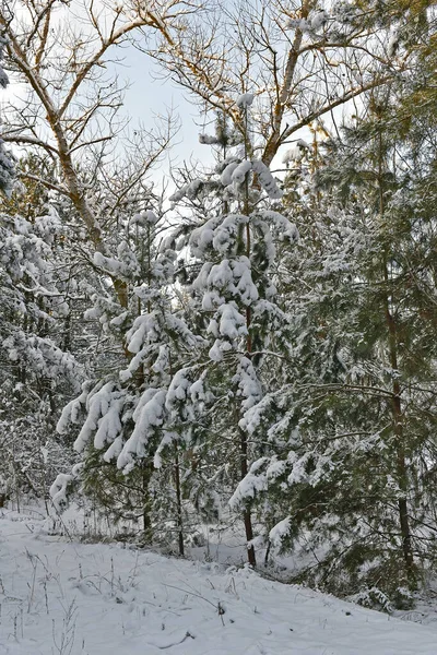 Beautiful Fabulous Snowy Forest Clear Day — Stock Photo, Image