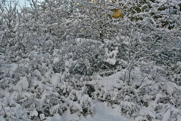 Vacker Fantastisk Snöig Skog Klar Dag — Stockfoto