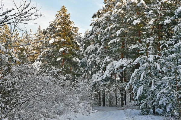 Prachtig Prachtig Besneeuwd Bos Een Heldere Dag — Stockfoto