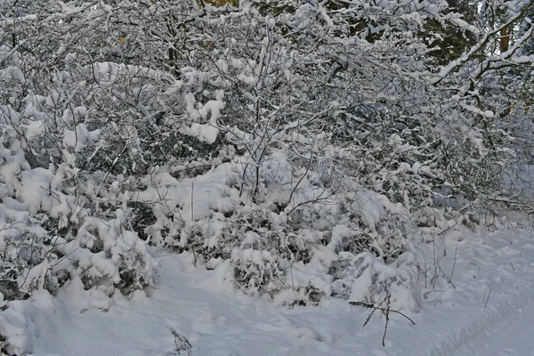 Vacker Fantastisk Snöig Skog Klar Dag — Stockfoto