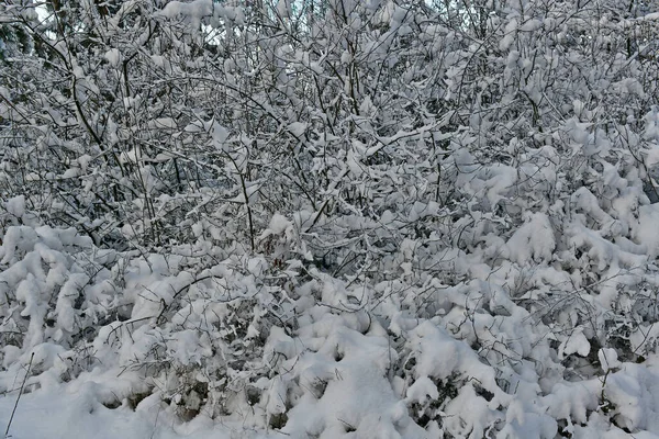晴れた日の美しい 素晴らしい雪の森 — ストック写真