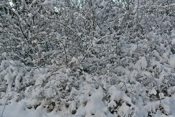 Vacker Fantastisk Snöig Skog Klar Dag — Stockfoto