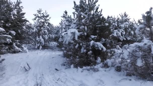 Havas Táj Télen Erdőben — Stock videók