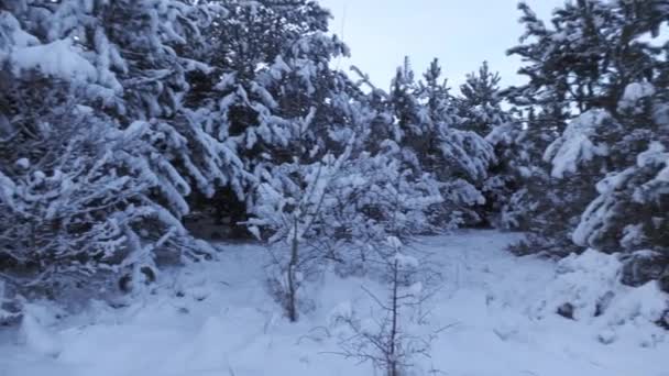 Snowy Landscape Winter Forest — Vídeos de Stock