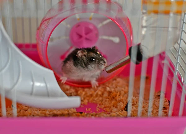 Small Pet Djungarian Hamster His House — 스톡 사진
