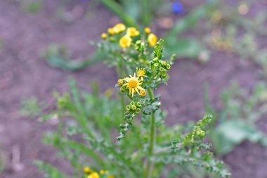 Tansy, Aster ailesinin veya Compositae familyasından Kuzey Yarımküre 'nin ılıman iklim bölgelerinde yetişen bir bitki ve çalılık cinsidir..