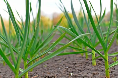 Genç sarımsaklar. Sarımsak uzun ömürlü bir otçul bitkidir; soğan alt familyasının Amaryllis alt familyasının soğan alt familyasının bir türüdür..